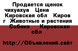 Продается щенок чихуахуа › Цена ­ 10 000 - Кировская обл., Киров г. Животные и растения » Собаки   . Кировская обл.